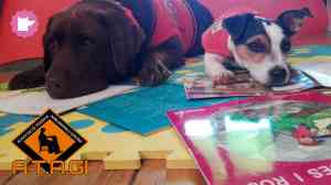 Agenda TALLERS GARROTXA Taller: gossos i lletres. Tallers de lectura educativa amb gossos de teràpia a Olot